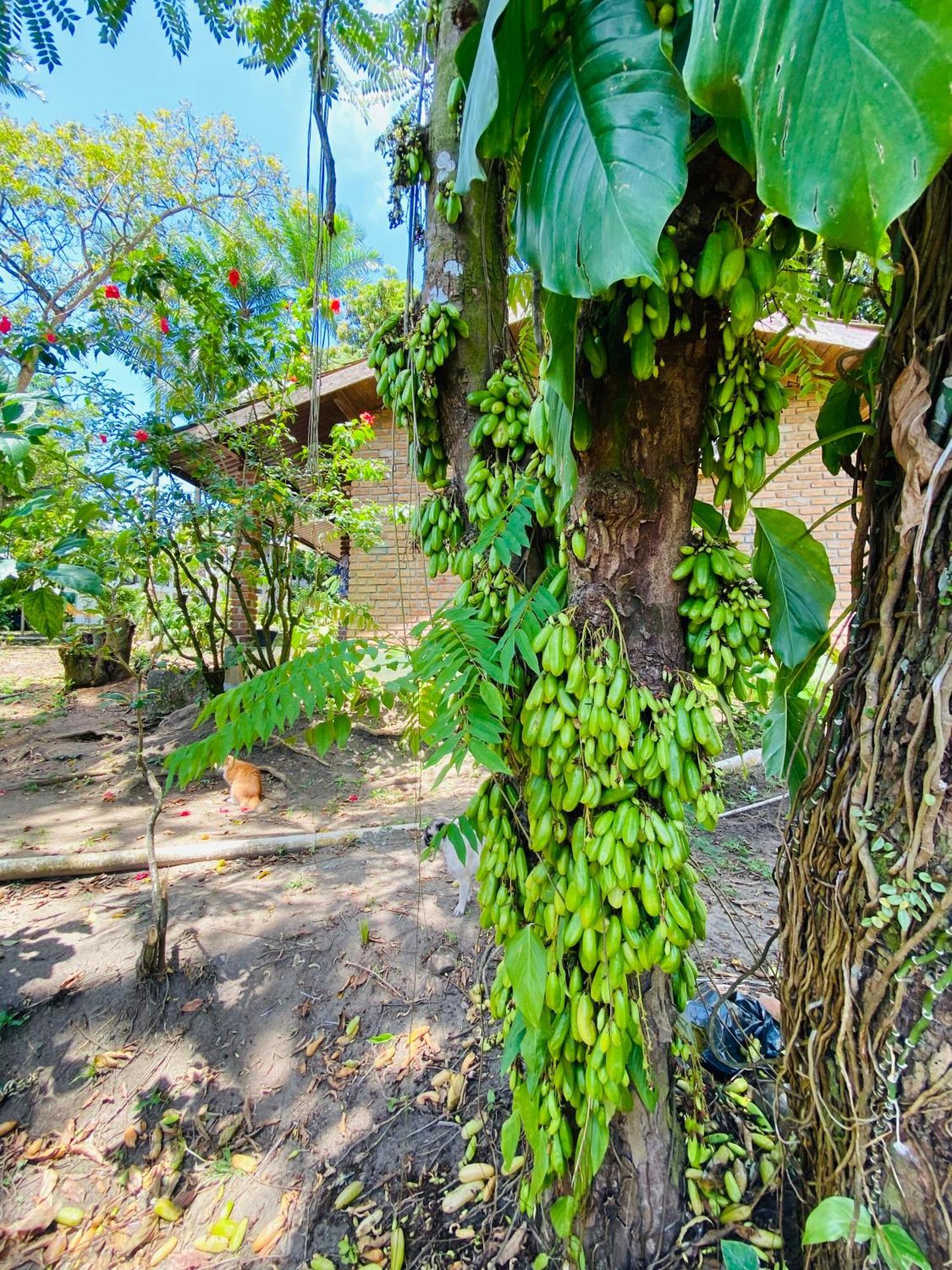 Pousada Coco Dende Velha Boipeba Esterno foto