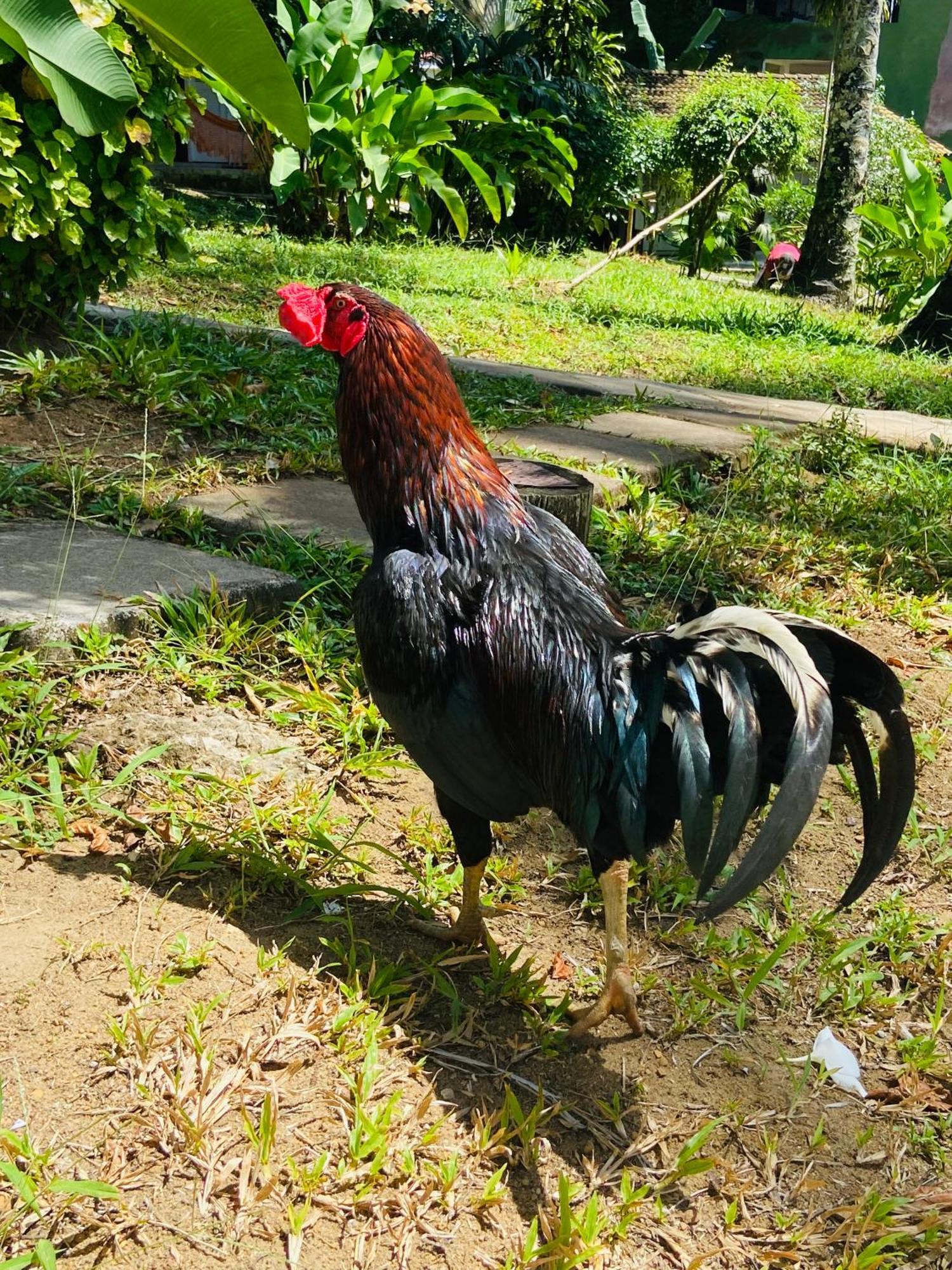 Pousada Coco Dende Velha Boipeba Esterno foto