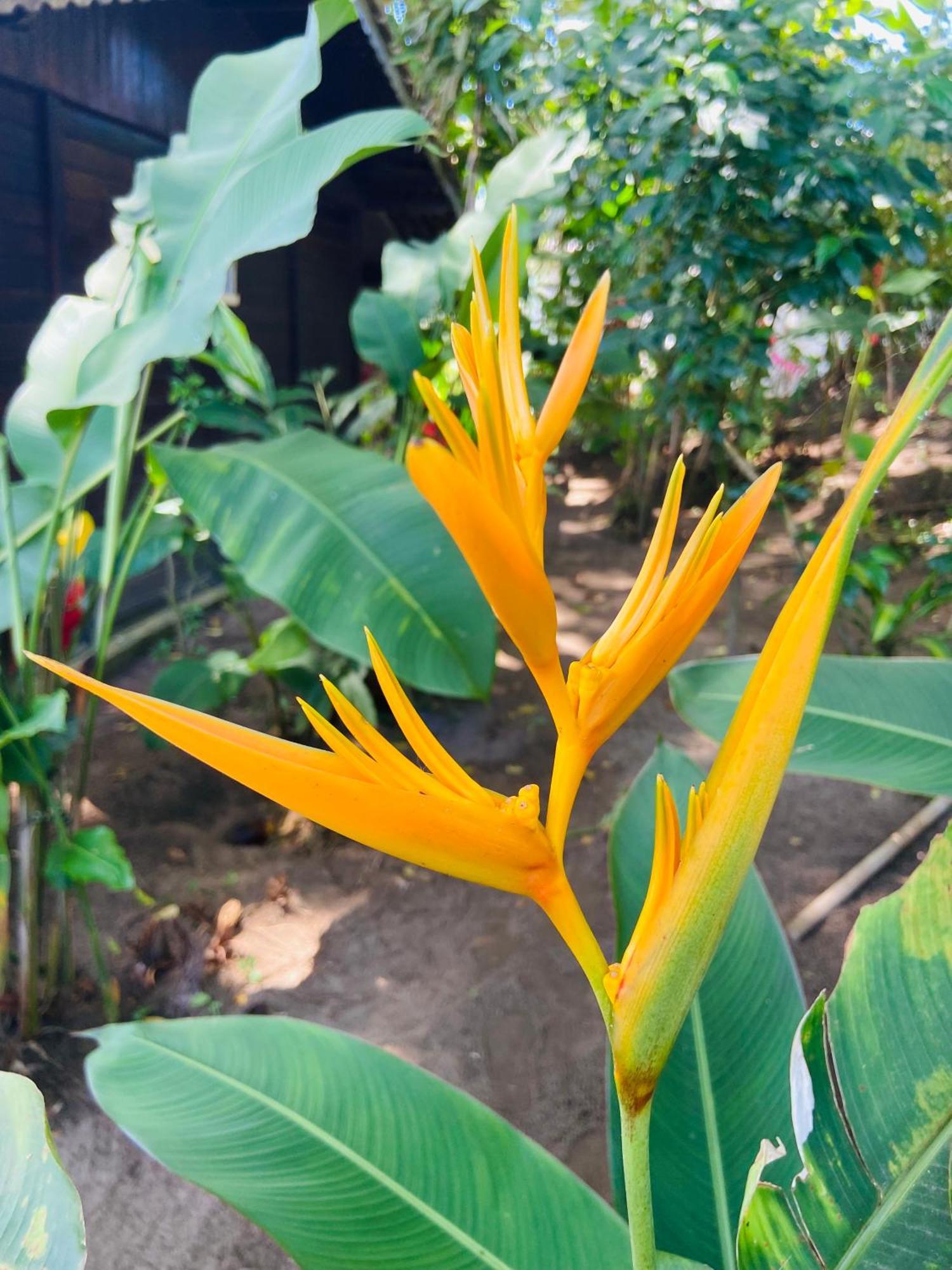 Pousada Coco Dende Velha Boipeba Esterno foto